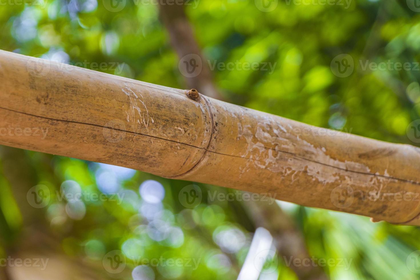 Bamboo trees plants natural jungle forest Puerto Aventuras Mexico. photo