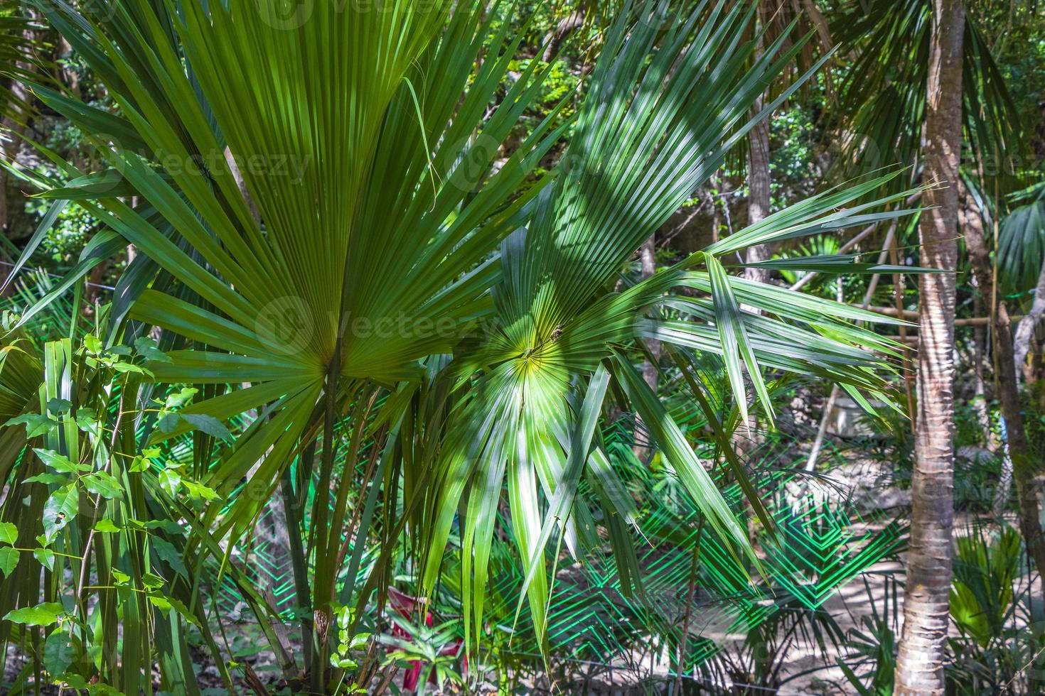 Tropical palm trees plants natural jungle Puerto Aventuras Mexico. photo