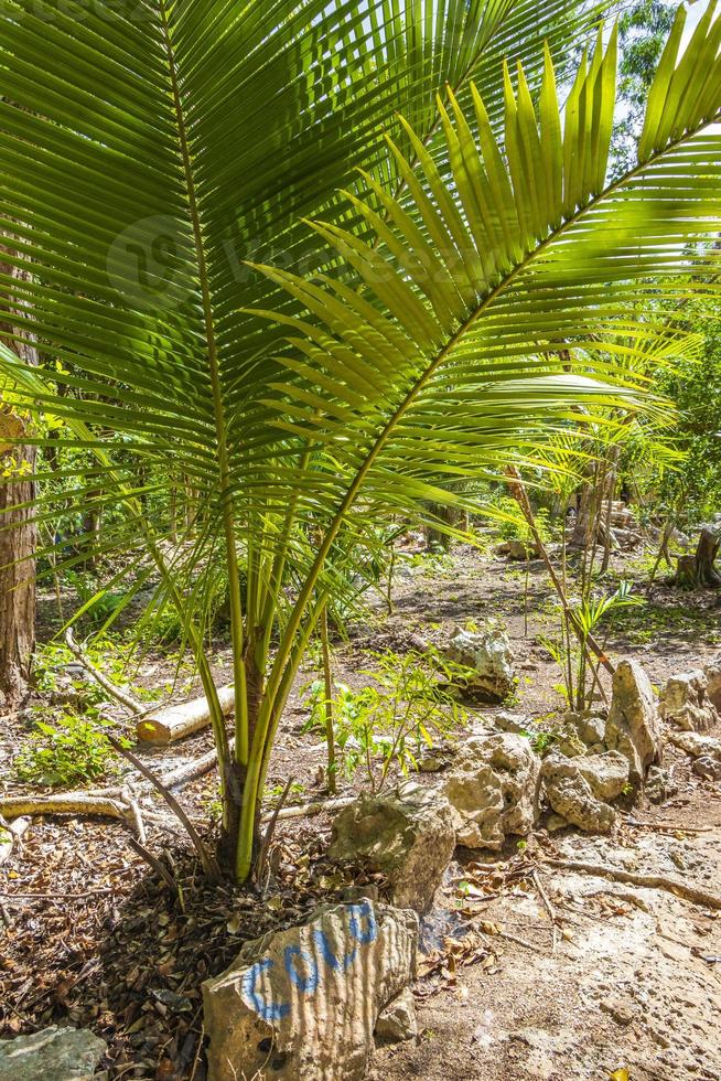 palmeras tropicales plantas selva natural puerto aventuras mexico. foto