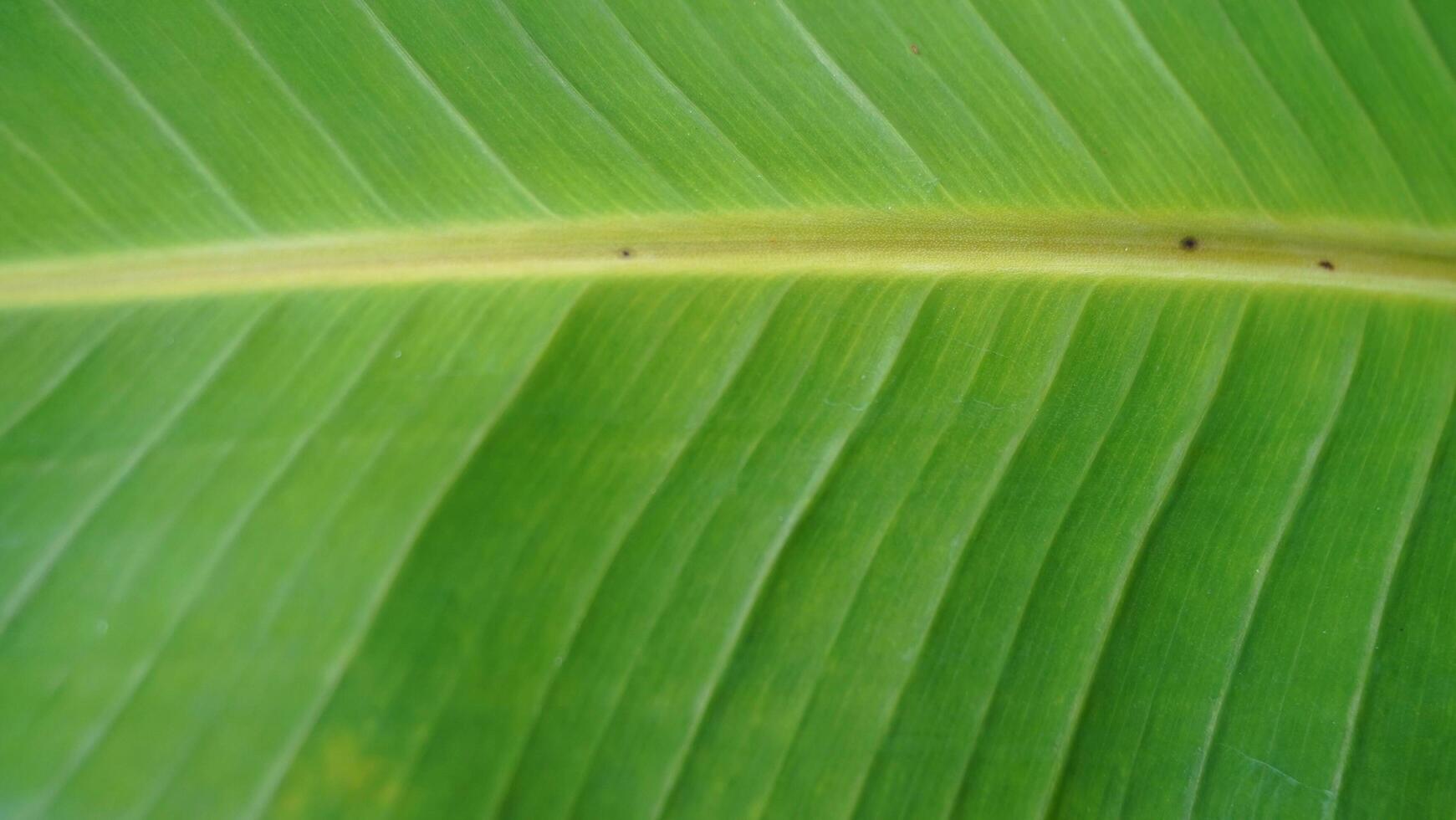 Green leaf nature concept tropical background pattern texture in high resolution photo