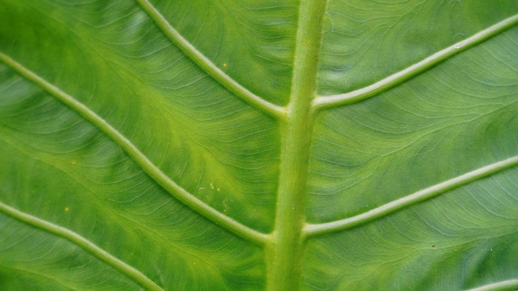 concepto de naturaleza de hoja verde textura de patrón de fondo tropical en alta resolución foto