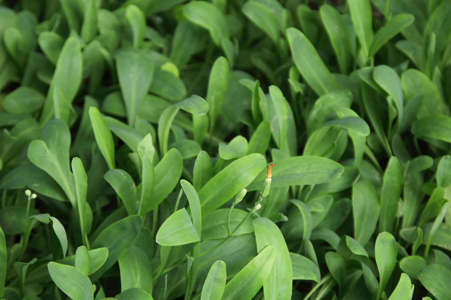 hojas verdes de lactuce debilis maxim, tailandia. foto