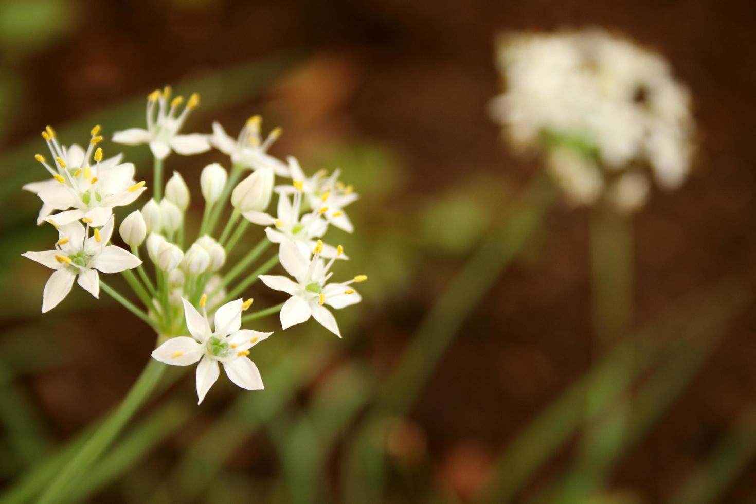 flor blanca de cebolla verde o cebolleta está floreciendo en rama y fondo borroso. foto