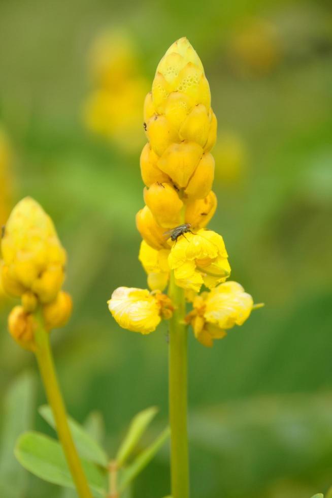 ramo amarillo de capullos y flores de acapulo y fondo borroso en la naturaleza, tailandia, otro nombre es arbusto de candelabro, arbusto de vela, arbusto de tiña. foto