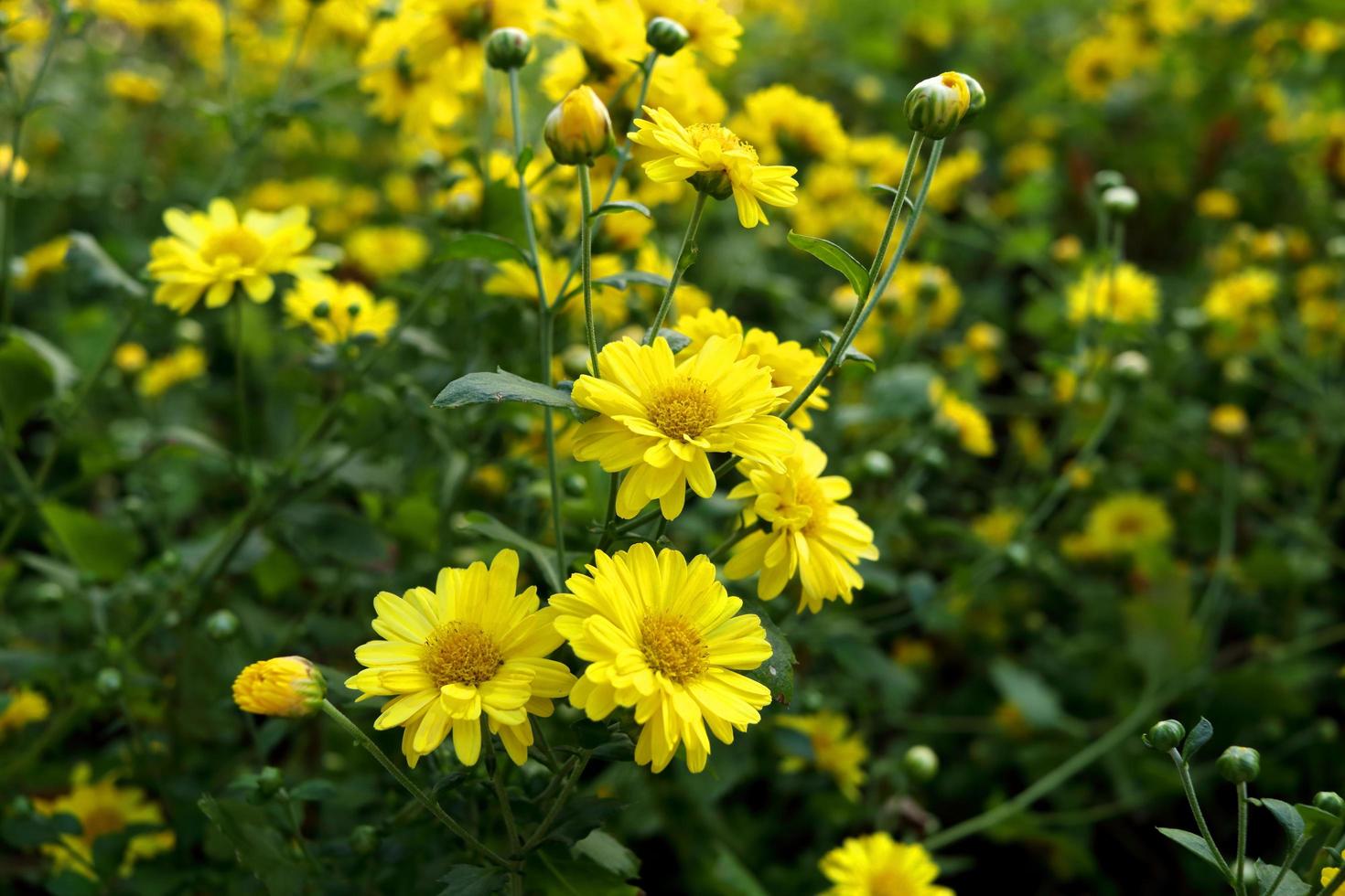 Bright yellow flower of Chinese Chrysanthemum or mums blooming and blur green leaves background. Selective focus. photo