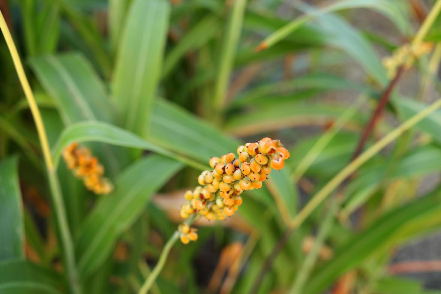 semilla madura de color naranja claro de mijo o sorgo en rama y fondo de hojas verdes borrosas, tailandia. foto