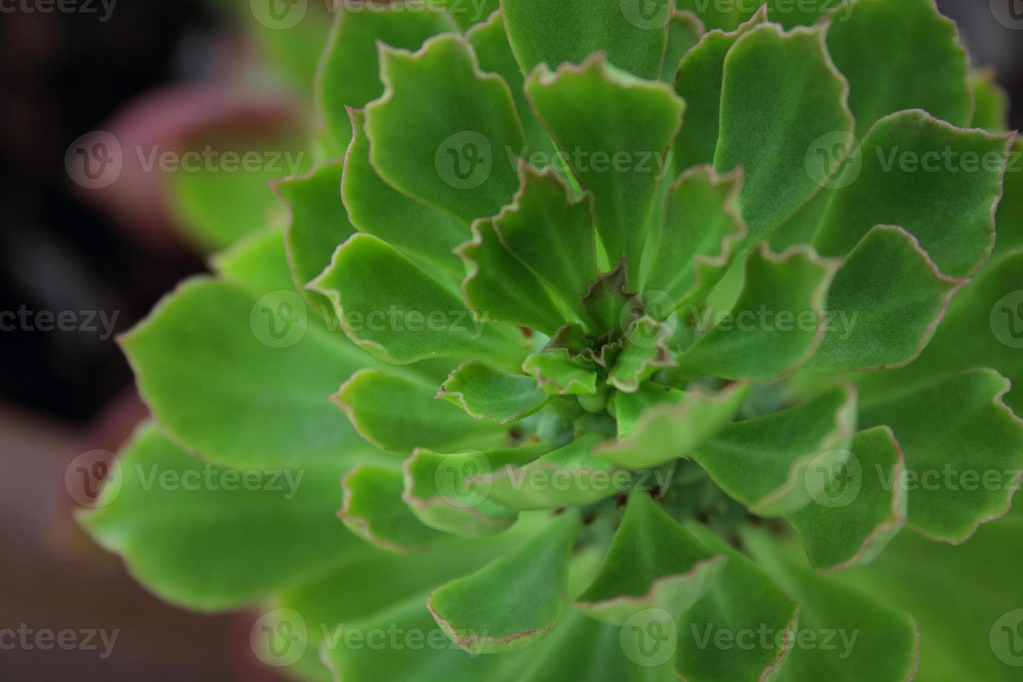 brote de cactus cola de rata, hojas verdes alrededor del tallo. foto