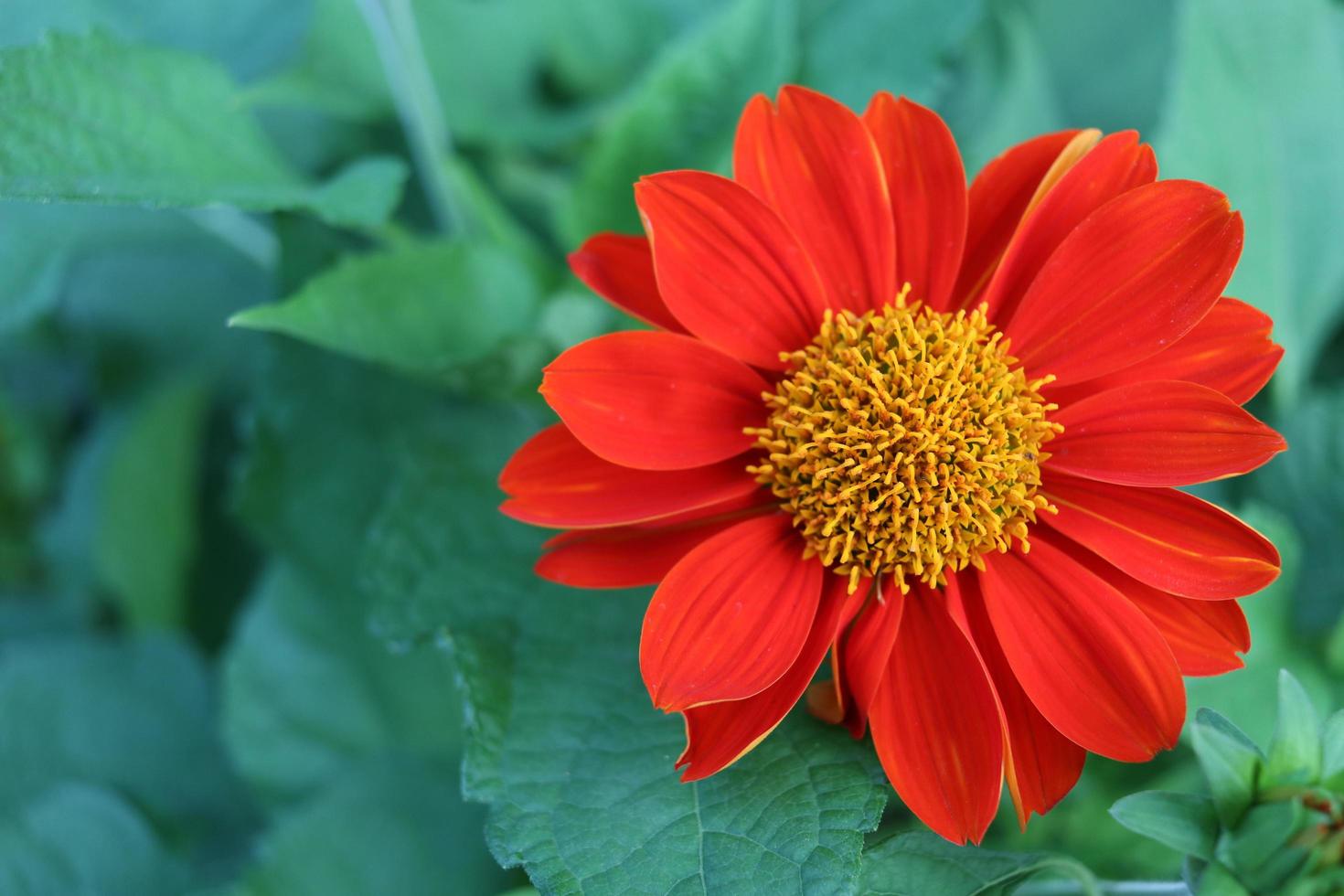 vista superior, flor de girasol mexicano rojo brillante y fondo de hojas verdes borrosas. foto