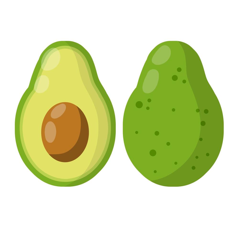 palta. cuajado de frutos verdes. entero y medio en sección. comida sana y dieta vector