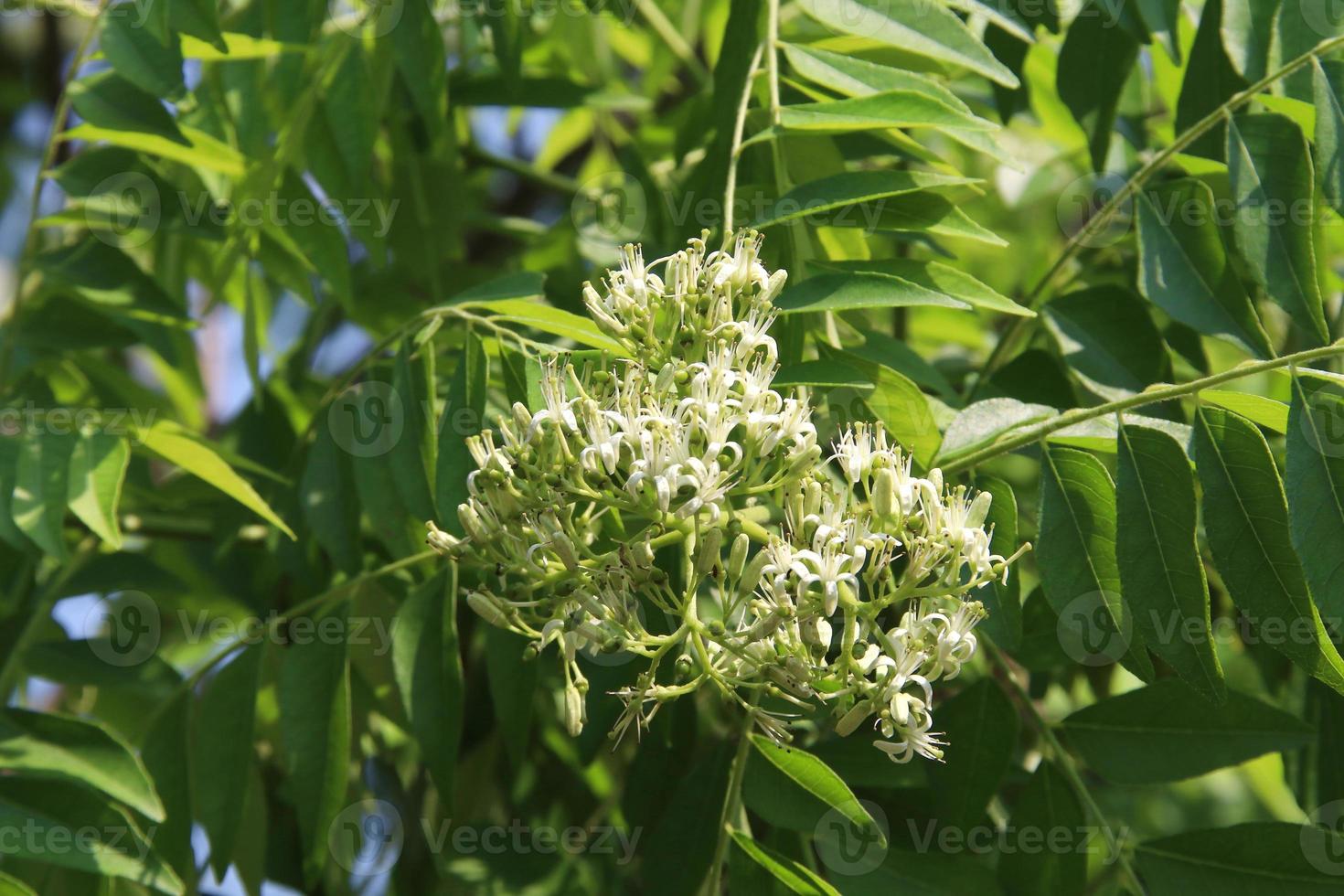 White flowers of curry leaves are blooming on branch and branches of green leaves background. photo