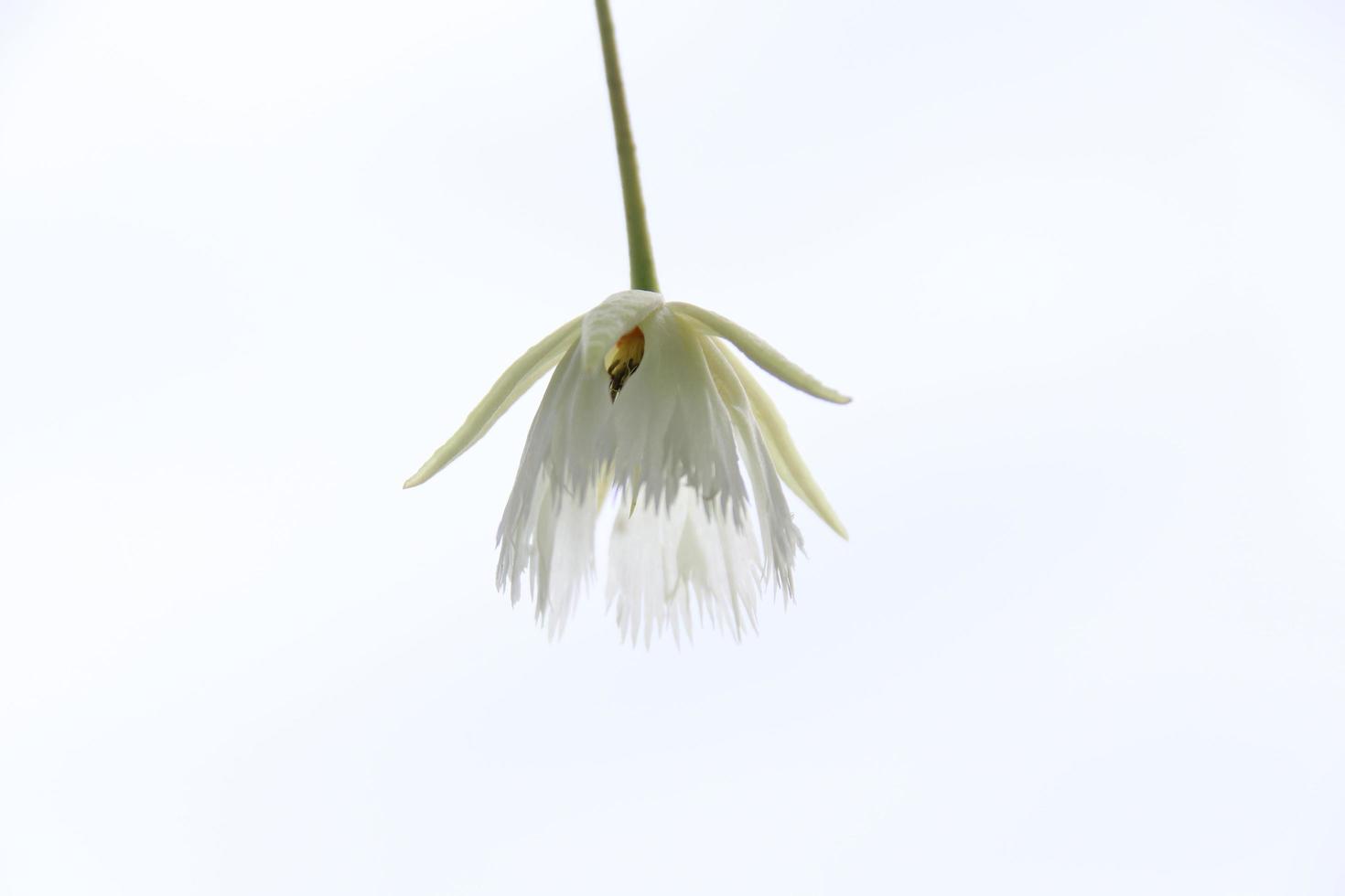 A cream color flower Fairy Petticoats tree and white background, Thailand. photo