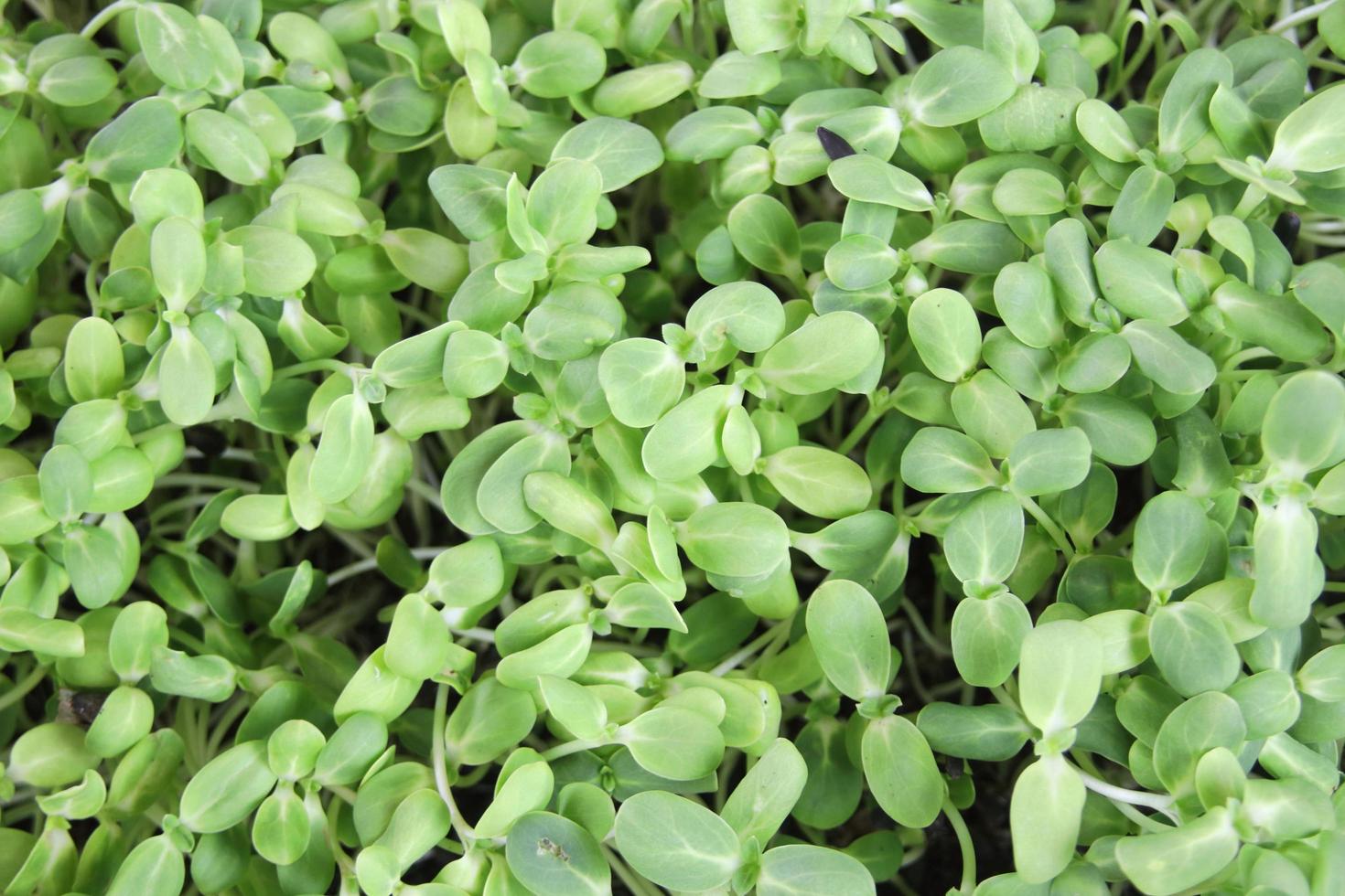 Green leaves of sunflower spouts and stem. photo