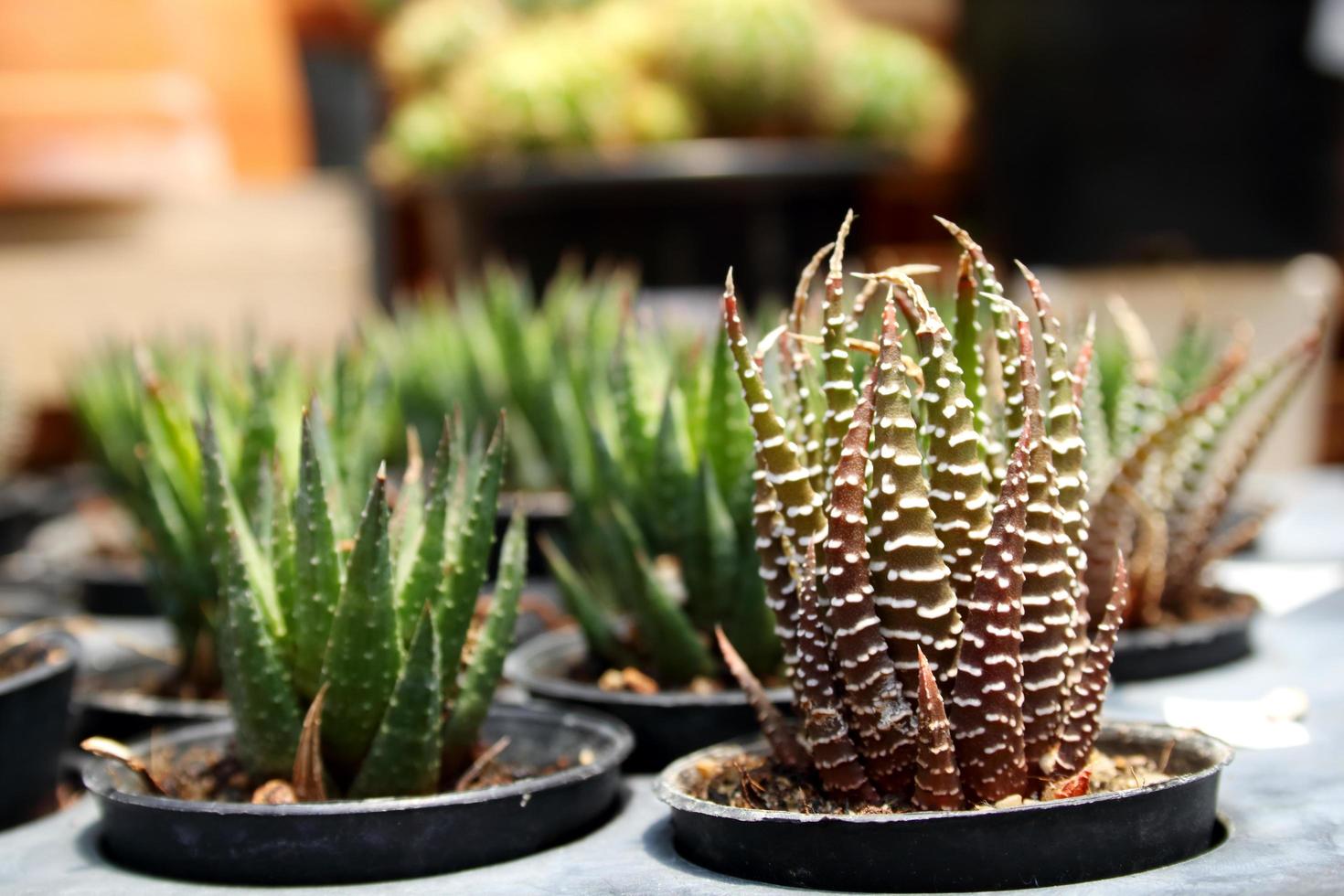 pequeña haworthia fasciata o planta de cebra en maceta en placa de vivero. foto