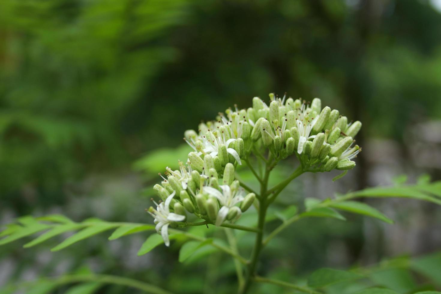 Flowers of curry leaves on branch, young flower and some flower blooming and blur green background. photo