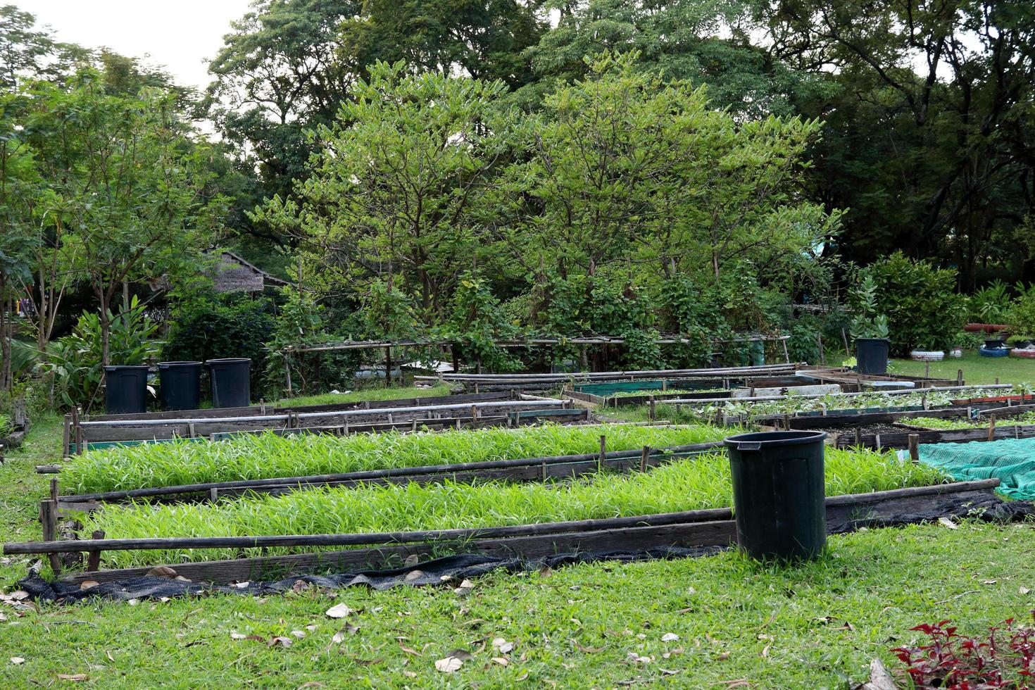 la gloria de la mañana china está creciendo en semilleros y árboles circundantes en la granja, tailandia. otro nombre es campanilla de pantano o campanilla de agua. foto