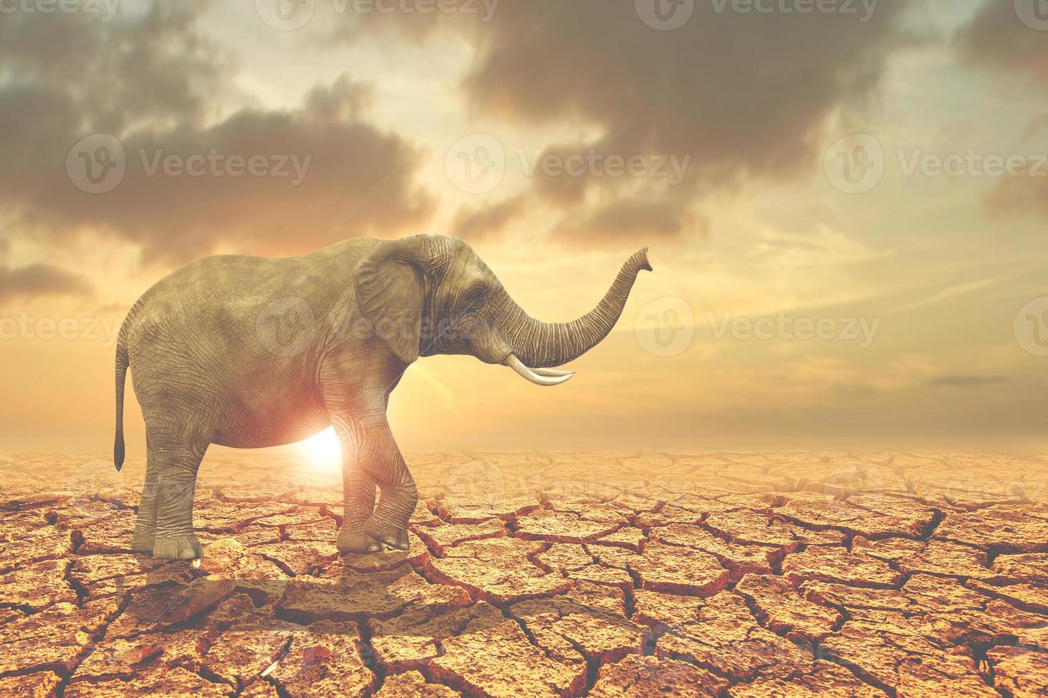 concepto de conservación forestal para la vida silvestre. un elefante que busca comida en una tierra árida carece de agua. foto