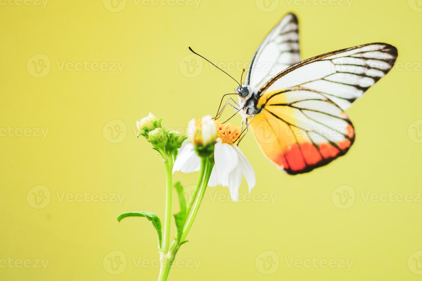 Beautiful butterflies in nature are searching for nectar from flowers in the Thai region of Thailand. photo