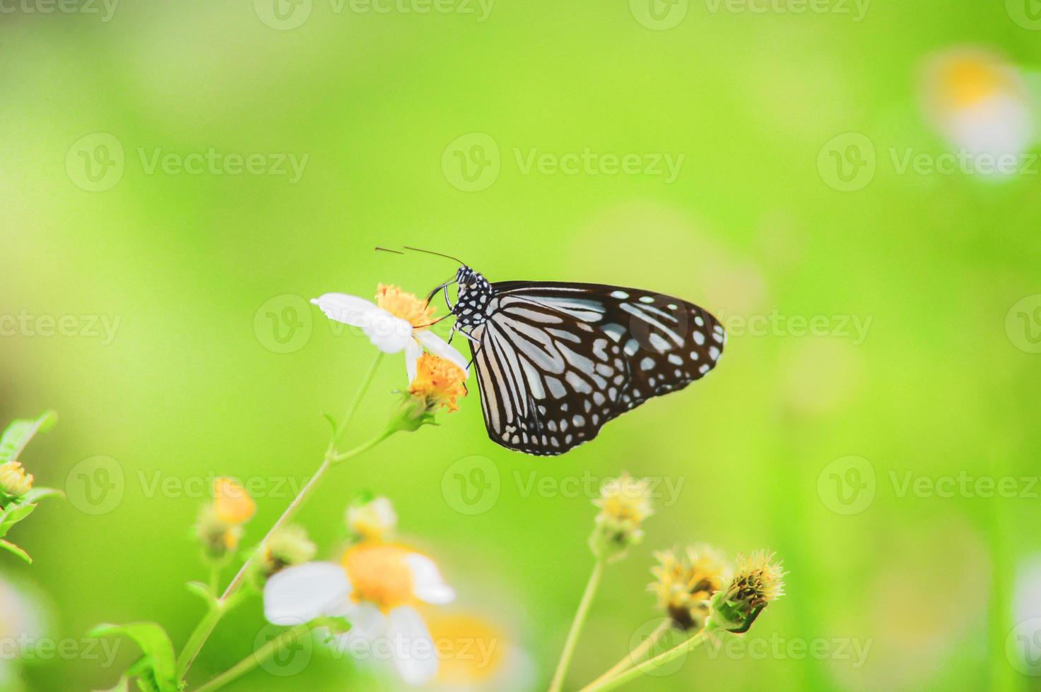 Beautiful butterflies in nature are searching for nectar from flowers in the Thai region of Thailand. photo