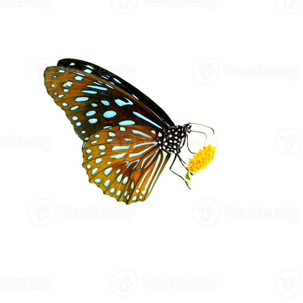 Butterfly in Thailand on a colored background with clipping path photo