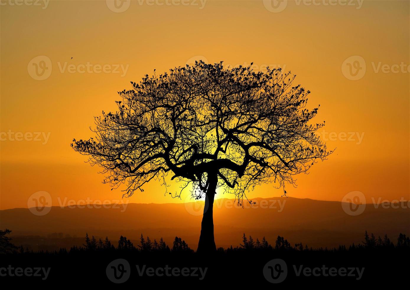 Trees in nature with beautiful sunsets. sunset view concept photo