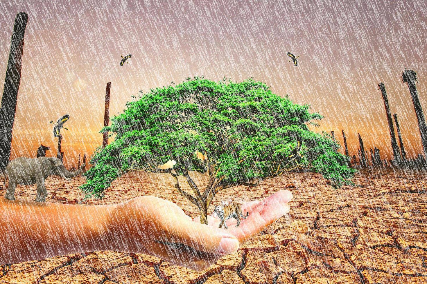 It rains in drought-stricken areas. concept of environmental and climate change photo