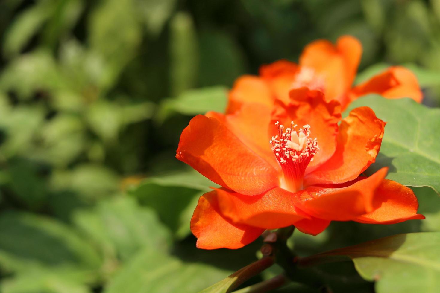 A bright orange flower of Rose cactus or Wax Rose and blur green leaves background. Flower is blooming open petasl and white pollen, Thailand. photo