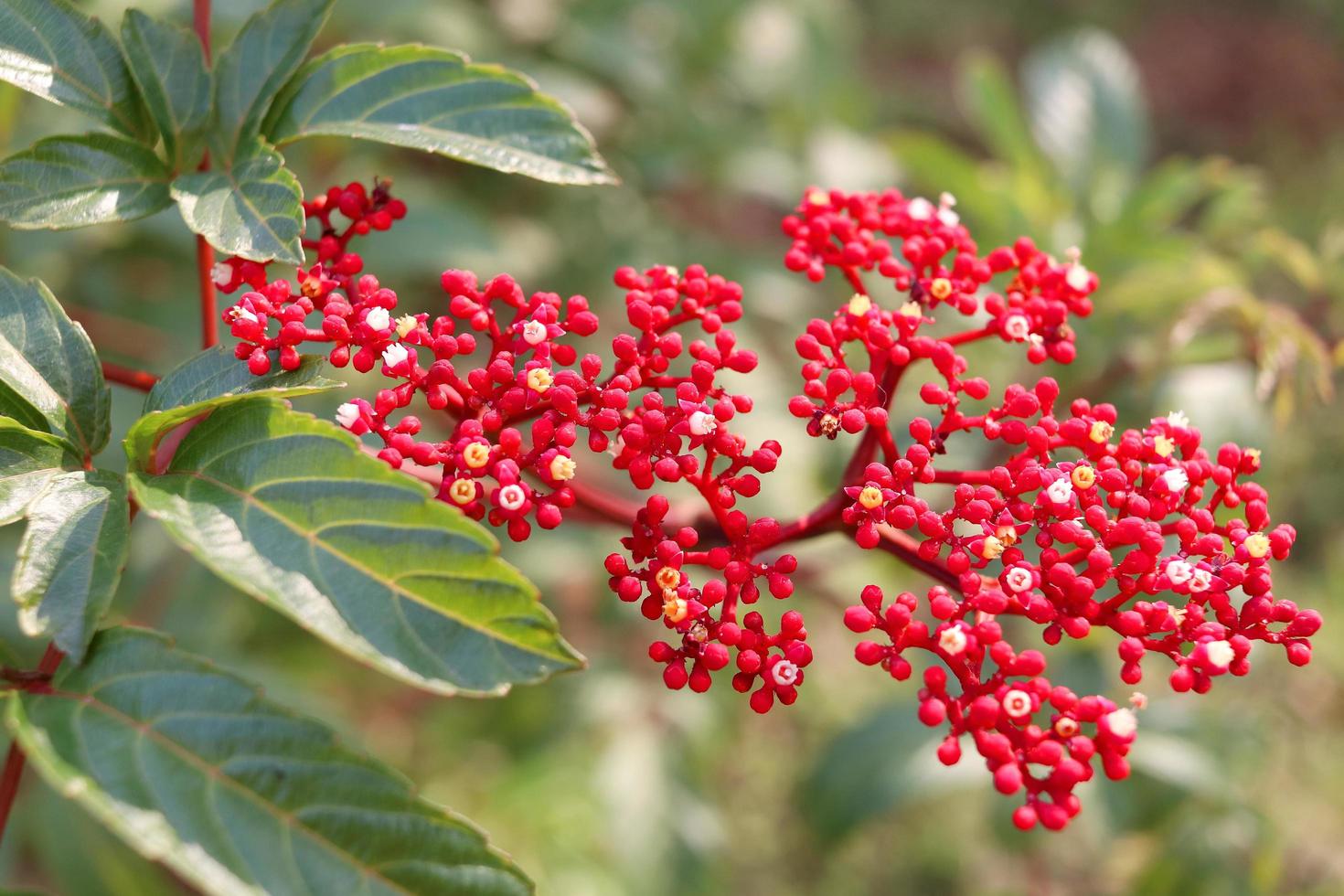 Red flowers of Bandicoot Berry are on branch and blur green leaves background, Thailand. photo