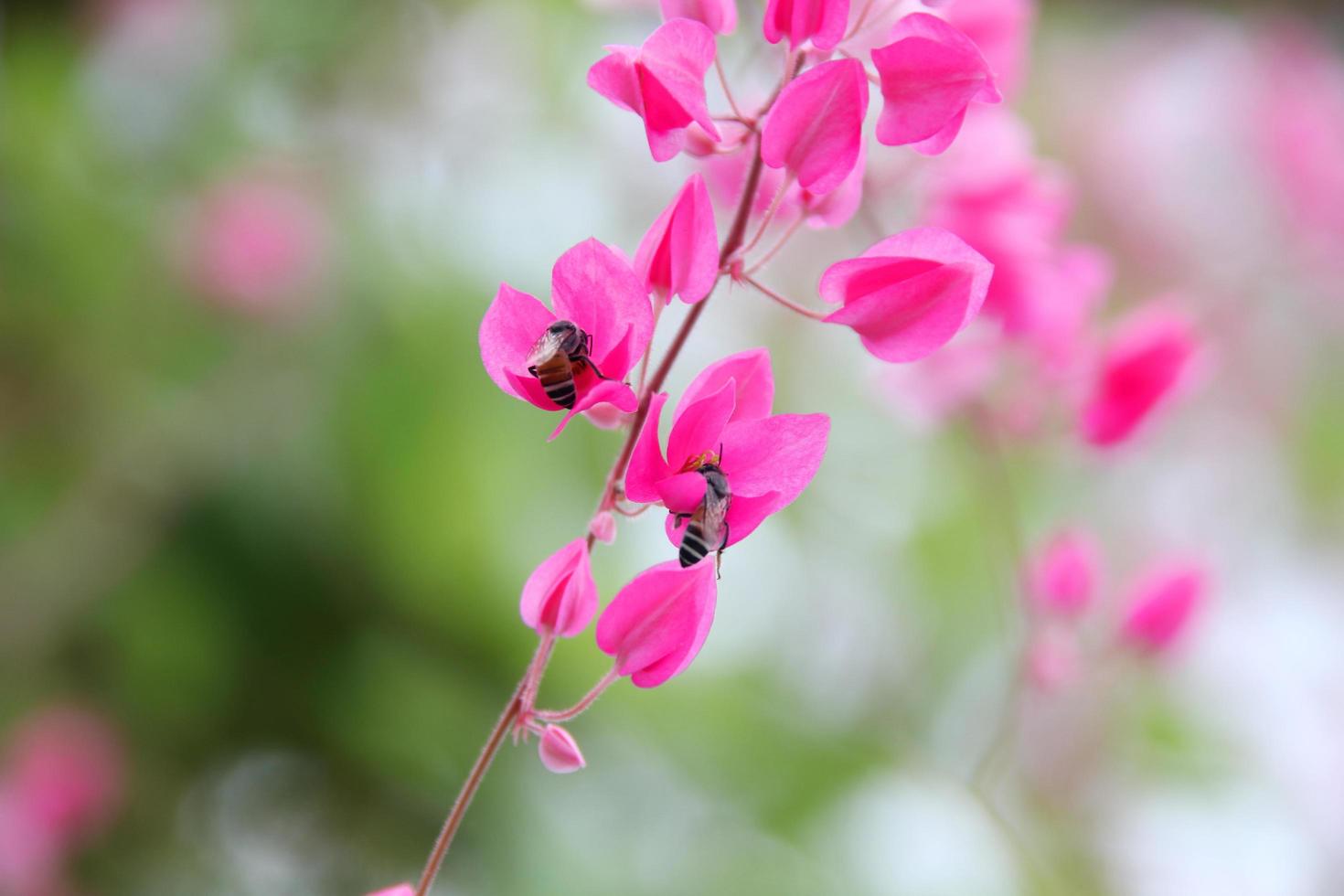 una rama de flores de color rosa brillante de enredadera maxican e insecto. otro nombre es arbusto de abeja, cadena de amor, joyas de la reina, vid rosa rosa, vid coralina rosa de montaña. foto