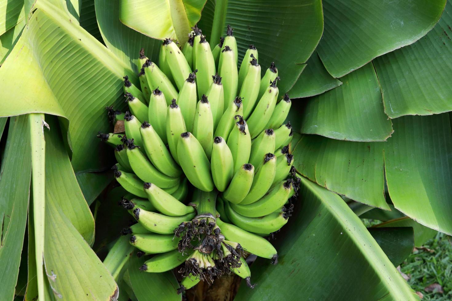 Groups of banana's young fruits on bunch and dark green leaves background, Thailand. Banana is fruit and ingredient of Thai dish. photo