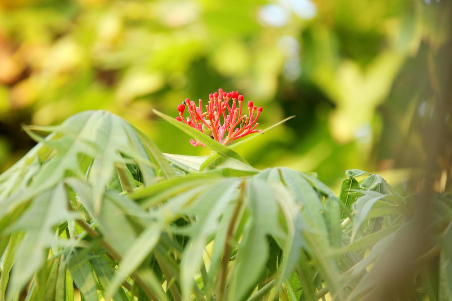 flor roja de semillas de jatropha multifida en rama y hojas verdes claras borrosas. otro nombre es arbusto de coral, planta de coral, nuez física y ruibarbo de guatemala. foto
