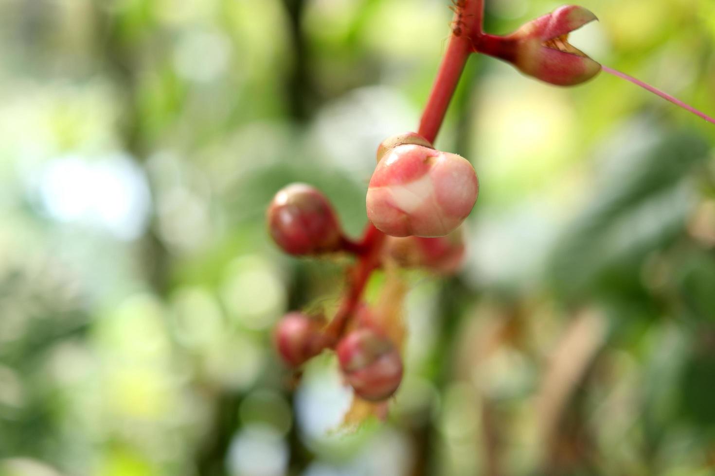 Light pink bud of Indian oak or Freshwater mangrove on red branch and blur background, Thailand. photo
