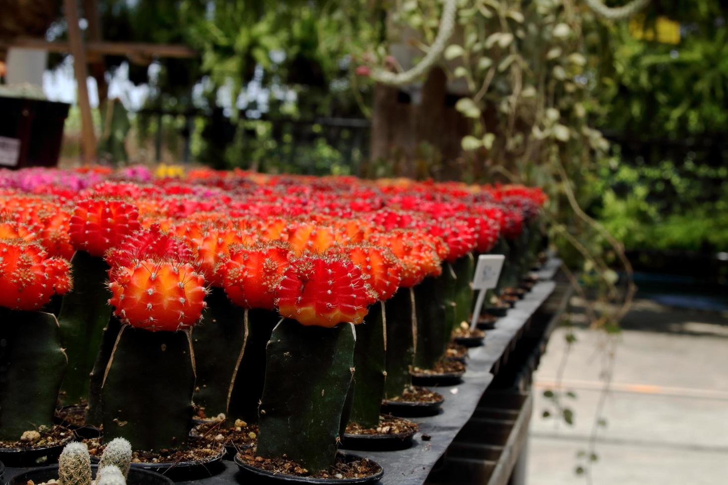 las filas de cactus gymnocalycium de color rojo brillante están en el plato de vivero sobre la mesa y el fondo borroso. foto