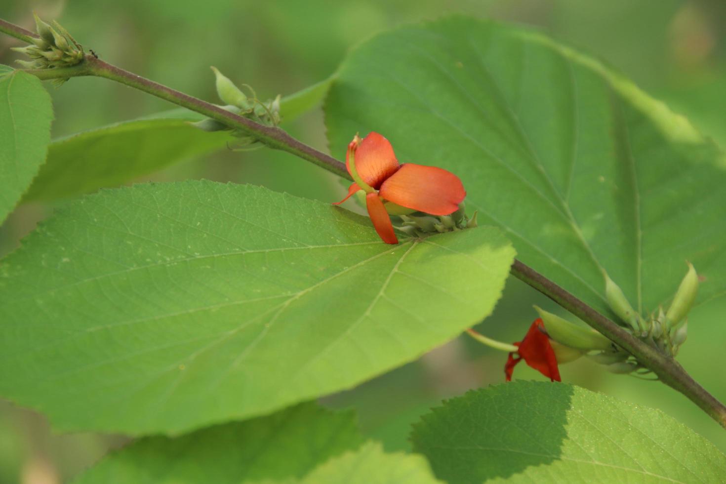 Branch of East Indian Screw Tree, bright orange flower and green leaves are on branch, Thailand. photo