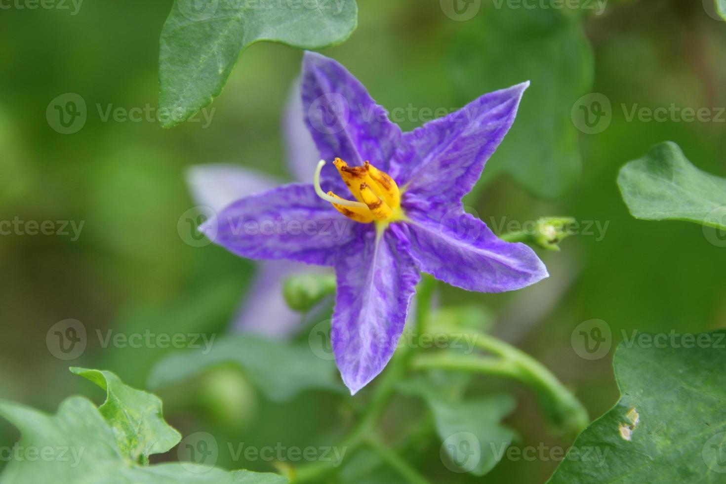 Flower of Purple-Fruited Pea Eggplant and blur green background. Another name is Solanum Trilobatum, Sparrow's Brinjal. photo