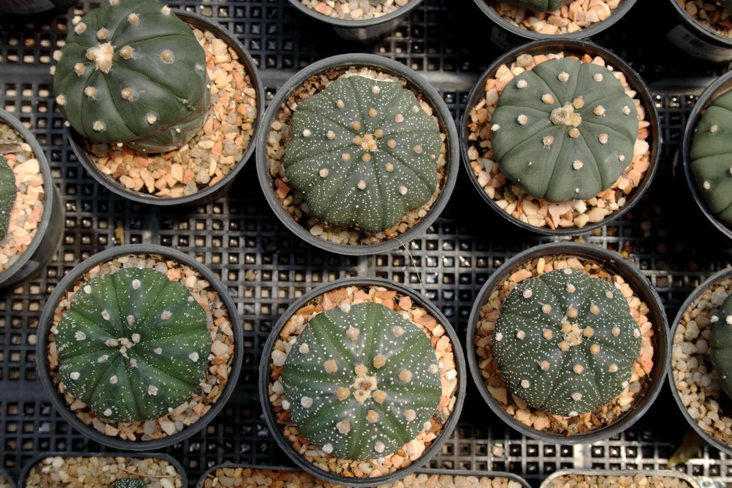 A dark green astrophytum cactus is in black pot on black plastic grate. Small light brown rocks around cactus. photo