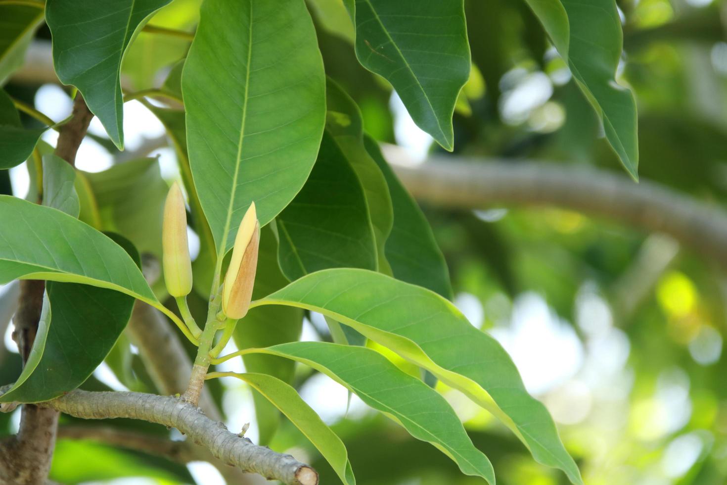 Light yellow bud of White Champaka on branch and green leaves, Thailand. Another name is White Sandalwood or White Jade Orchid Tree, Thailand. photo