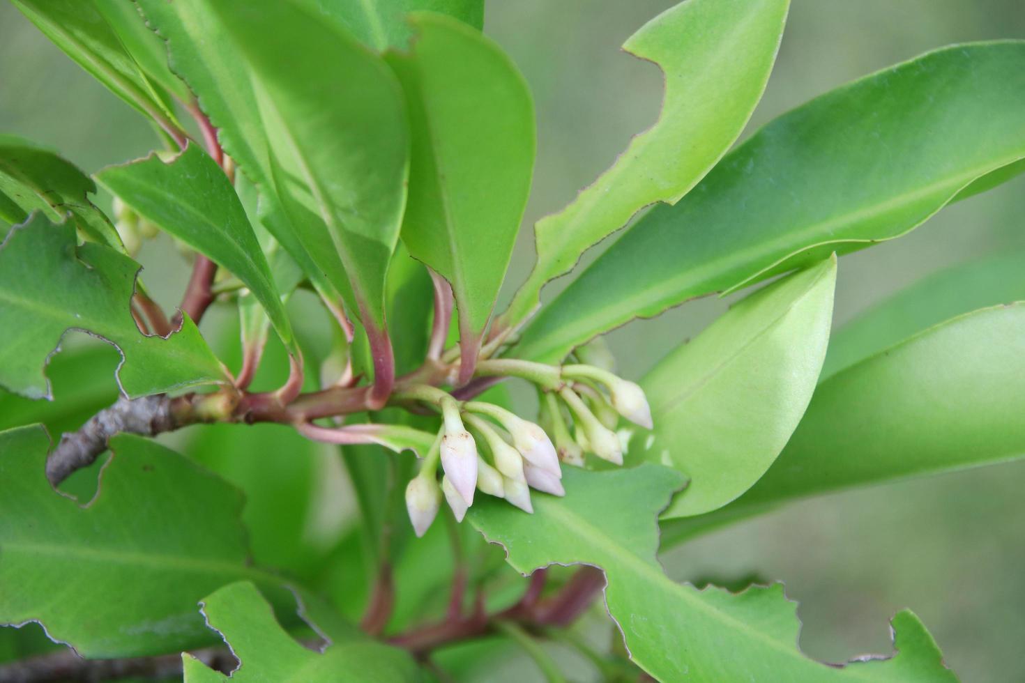 White flowers of shoebutton ardisia are on branch and green leaves. Incomplete leaves were ate by insect, Thailand. photo