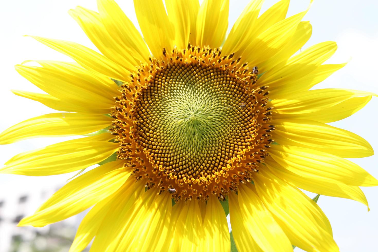 un girasol amarillo brillante que florece y algo de sombra en el pétalo. foto