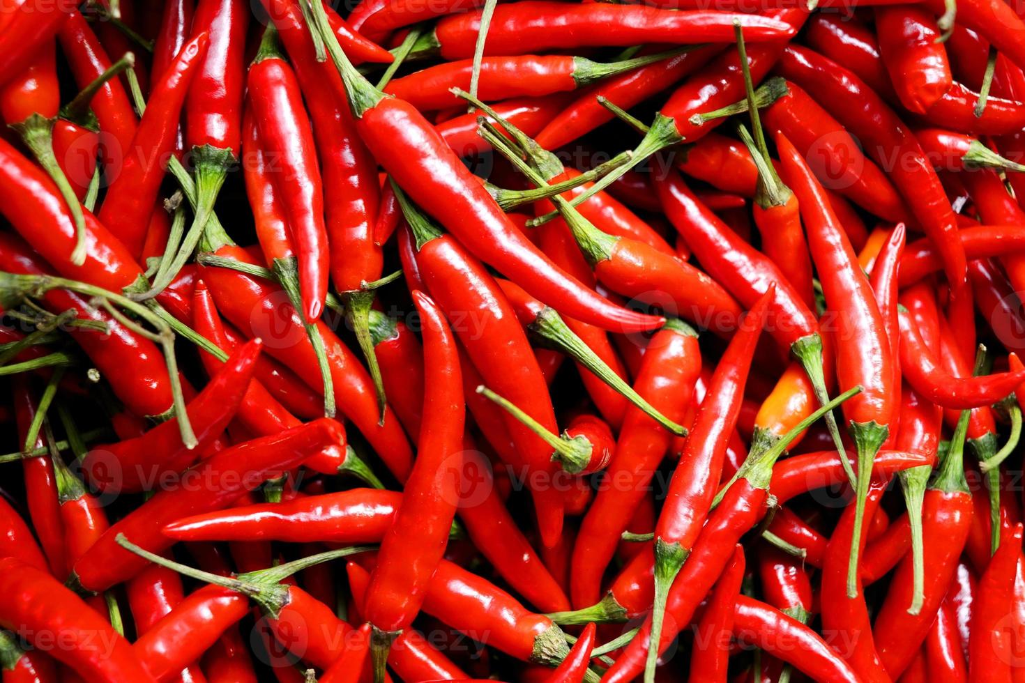 Bright red Thai chili and green stem, Thailand. photo