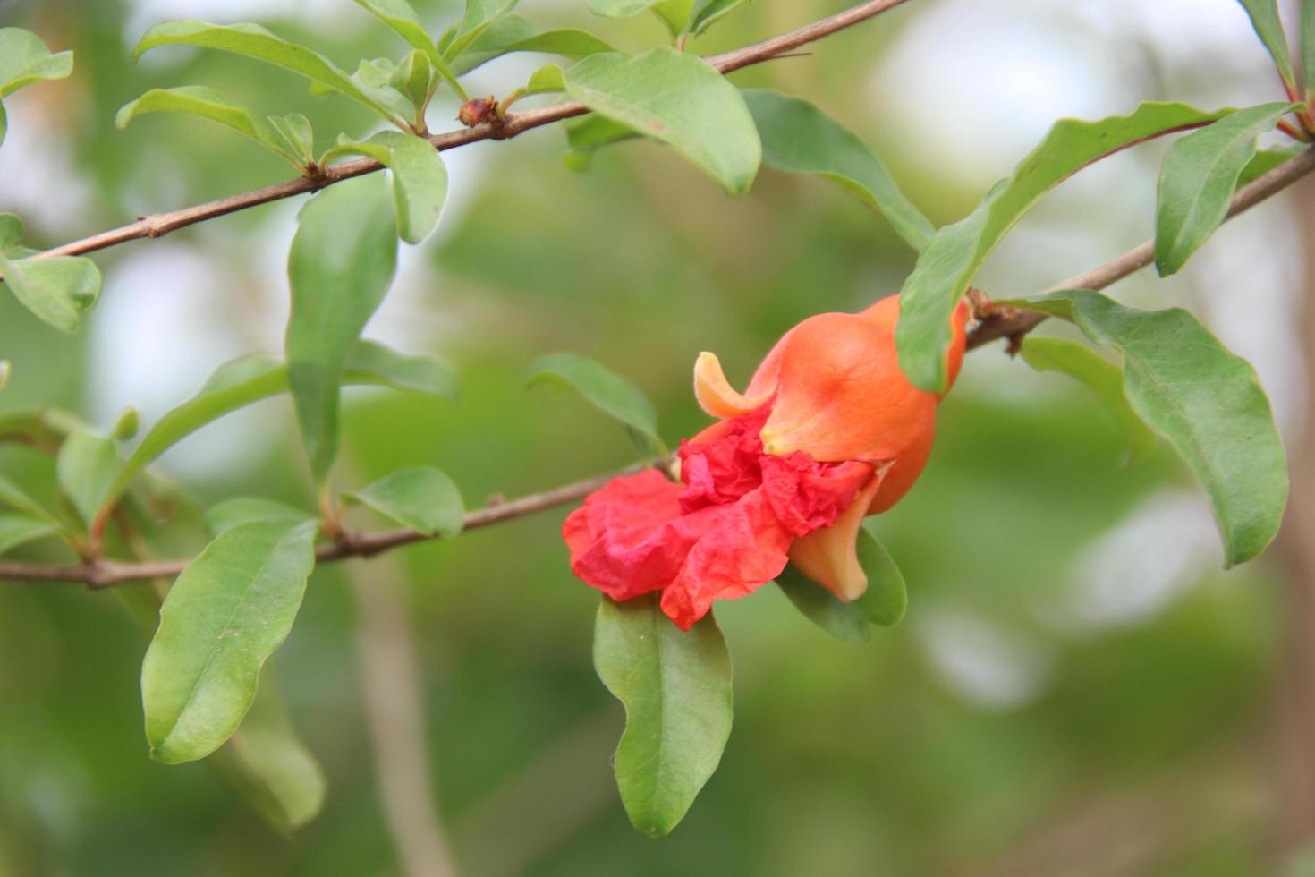 A orange young fruit of pomegranate is on branch and green leaves, Thailand. photo