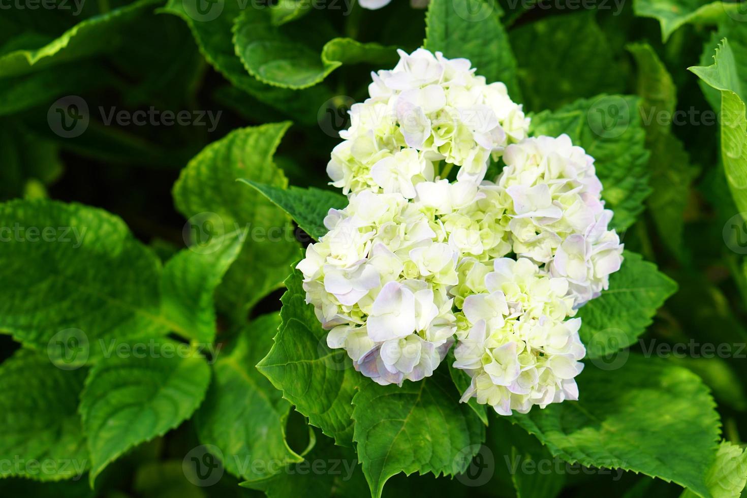 Beautiful hydrangeas in the garden photo