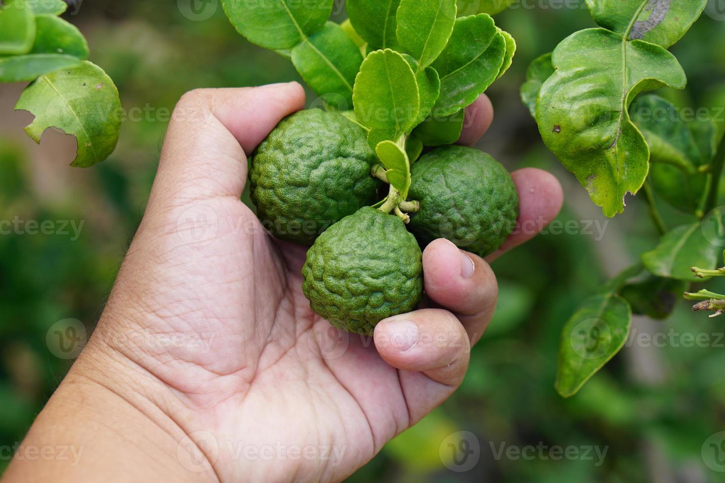 las manos de los granjeros recogen lima kaffir en el árbol foto