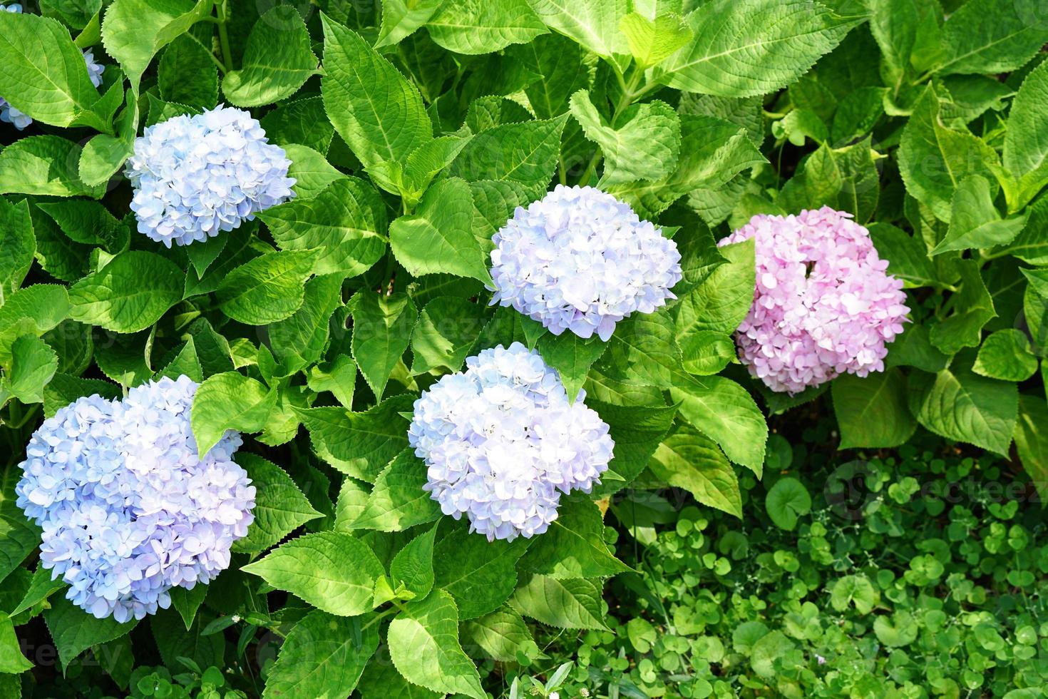 Beautiful hydrangeas in the garden photo