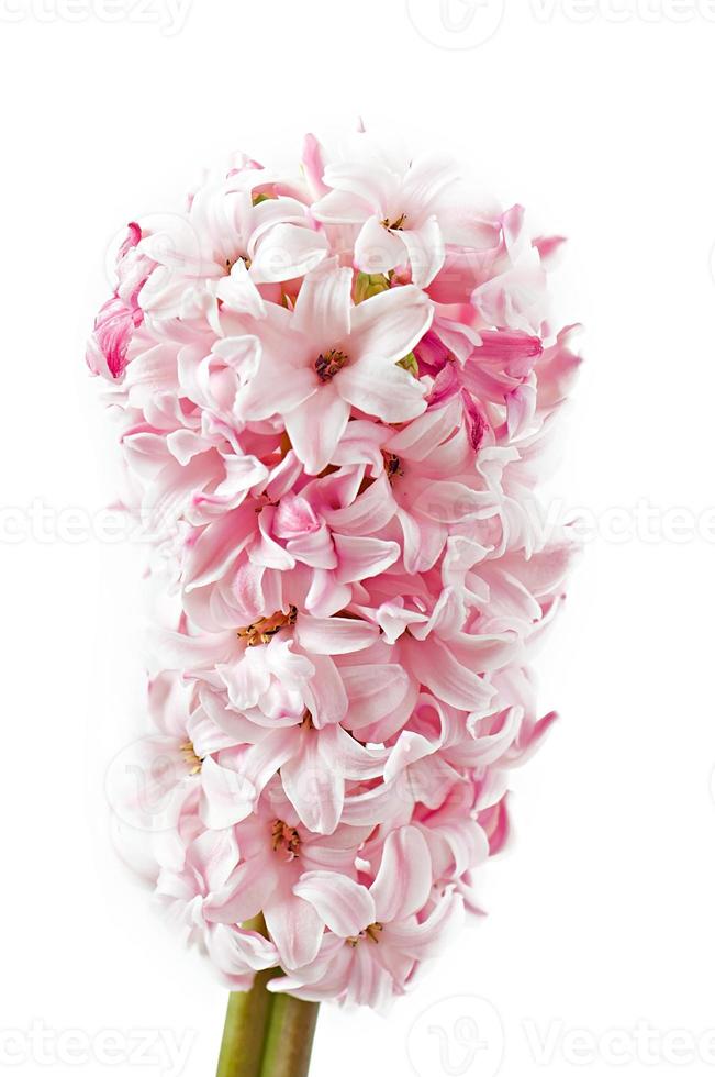 pink hyacinth on white background photo