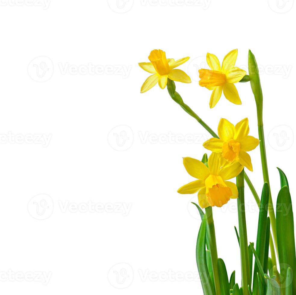 Narciso de flores de primavera aislado sobre fondo blanco. foto