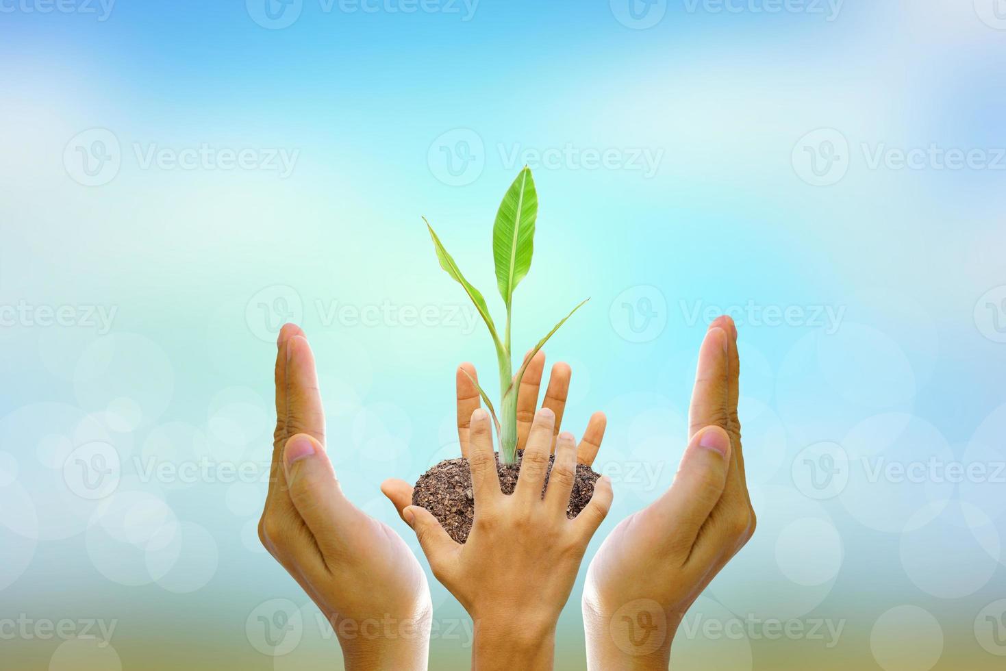 Human hand holding  tree  on blurred nature background.World environment day. photo