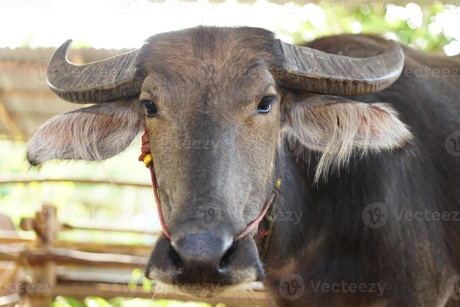Thai buffalo in a wooden stall photo