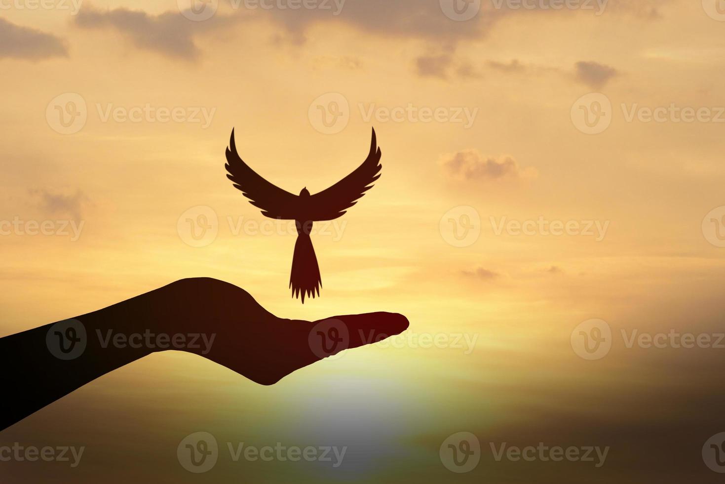 Concept of freedom. shadow dove flies over a human hand. golden sun background in the morningackground in the morning photo