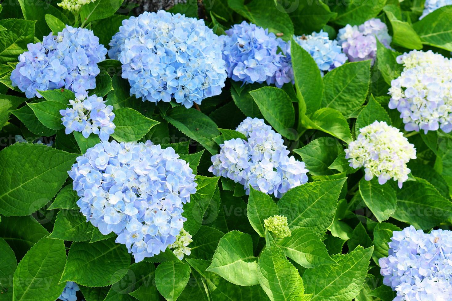 Beautiful hydrangeas in the garden photo