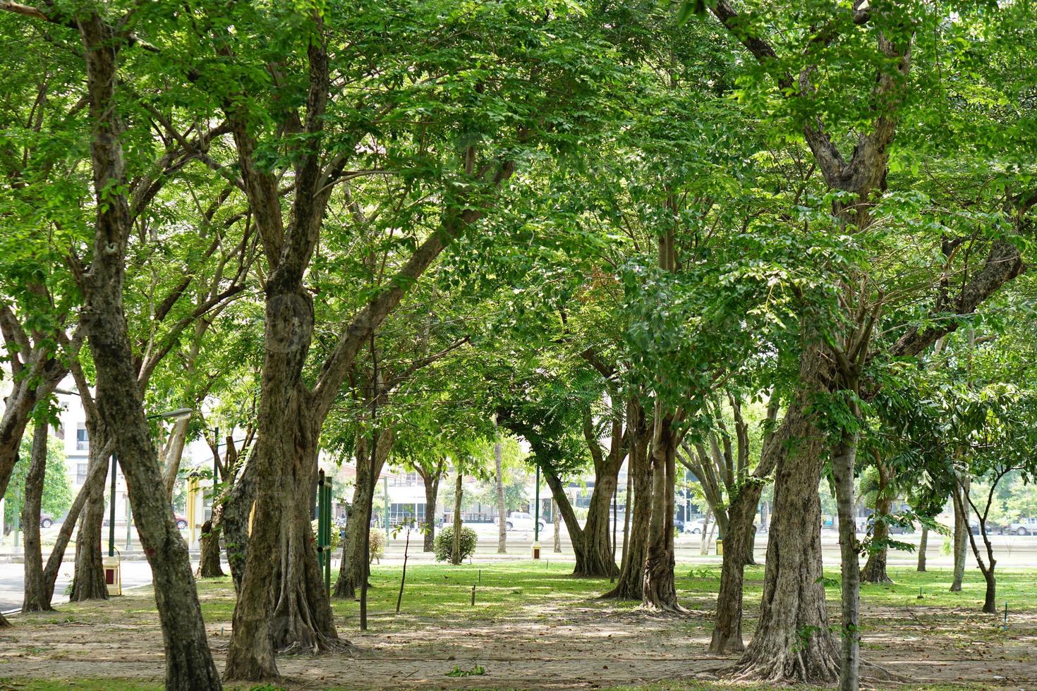 Big trees provide shade in the park. photo